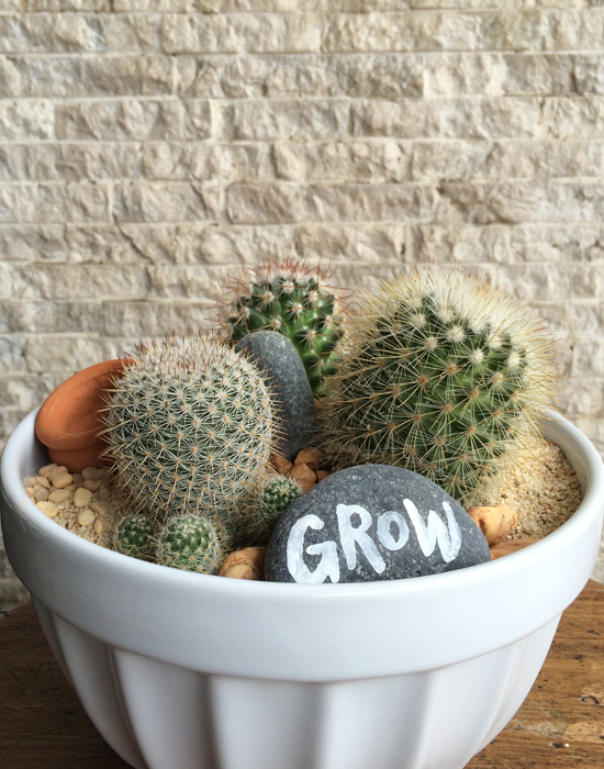 cactus garden in bowl