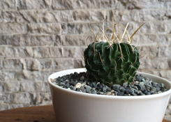 Cactus in Bowl