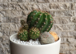 Cactus in Bowl