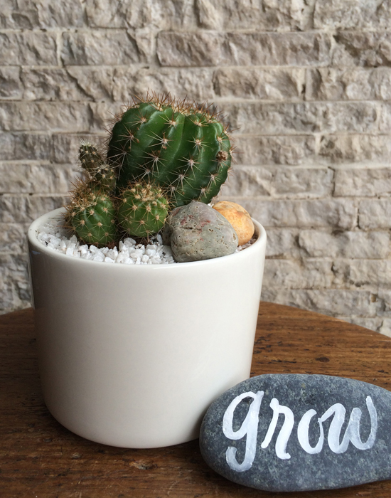 cactus in bowl