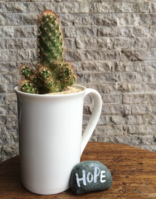 cactus in cup