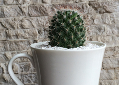 Cactus in Cup