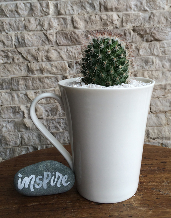 cactus in cup