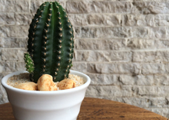 Cactus in Mini Cup