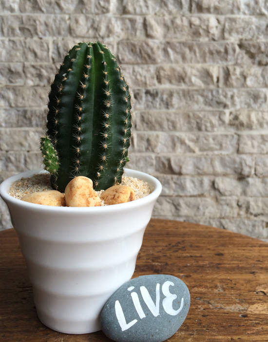 cactus in mini cup