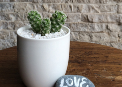 cactus in mini cup
