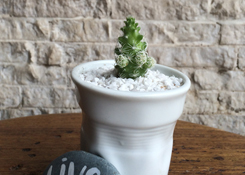 Cactus in Mini Cup