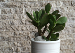 Jade Plant in Can
