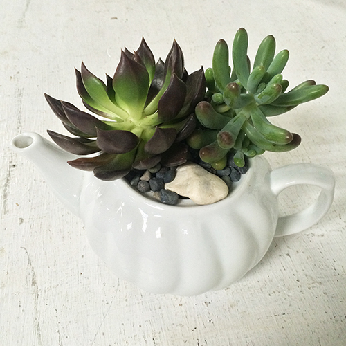 succulent teapot